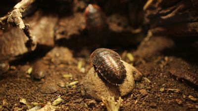 Name a cockroach after your ex-partner for Valentine’s Day